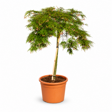 Acer palmatum (Erable du Japon) ´Dissectum Viridis´ demi-tige - diamtère 80/100 cm - cont. 30 à 35 l