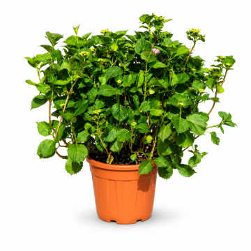 Hydrangea macrophylla PINK (Hortensia) - cont. 35 litres