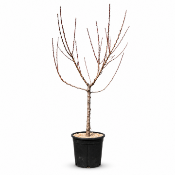 Prunus persica Diamond - en pot de Coupe