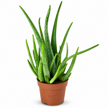 Aloe vera_x000D_