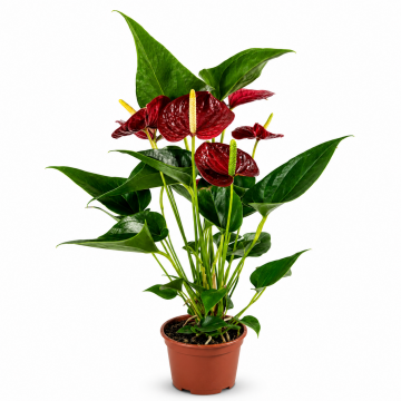 Anthurium Andr. Red Champion - en pot de 12 cm _x000D_