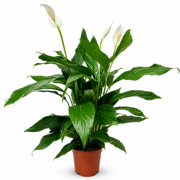 Spathiphyllum 90 cm - en pot de 19 cm