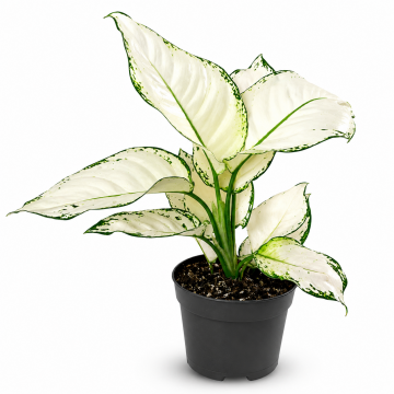 Aglaonema mix 35-40 cm - en pot de 12 cm