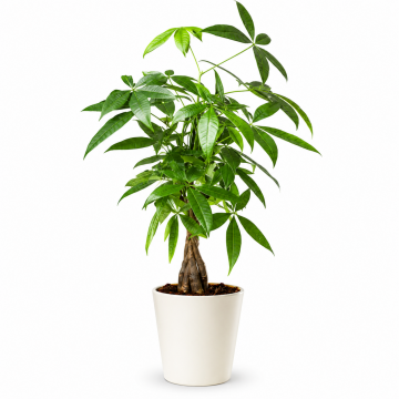 Pachira aquatrica 45 cm - en pot de 12 cm