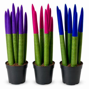 Sanseveria cylindrica ´Velvet Touch´ mix 45 cm - en pot de 12 cm