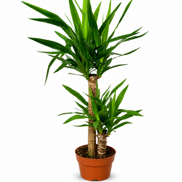 Yucca Elephantipes - 2 troncs - 90 cm - en pot de 21 cm