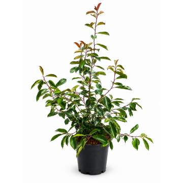 Photinia 'Red Robin' - cont. 9.5l - 80/100cm (Photinia X fraseri)