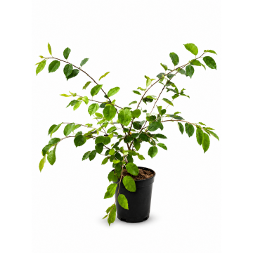 Amélanchier de Lamarck - cont. 9.5l - 100/125cm (Amelanchier lamarckii)
