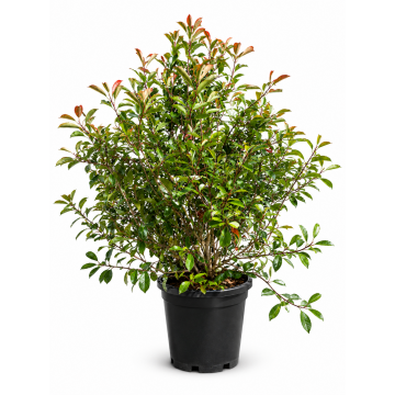 Photinia 'Red Robin' - cont. 70l - 200/250 (Photinia X fraseri)