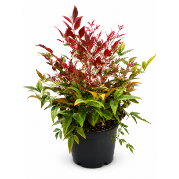 Bambou sacré 'Obsessed Seika' - cont. 3l (Nandina domestica)