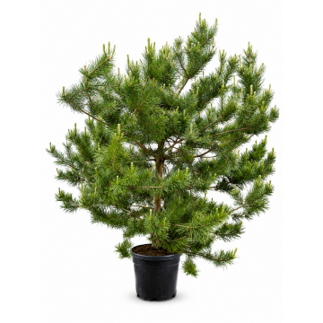Pinus sylvestris (Pin sylvestre) 175/200 cm - cont. 70 à 90 litres