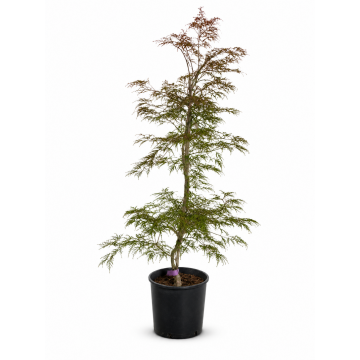 Erable du Japon 'Dissectum Garnet' - cont. 9.5l (Acer palmatum)
