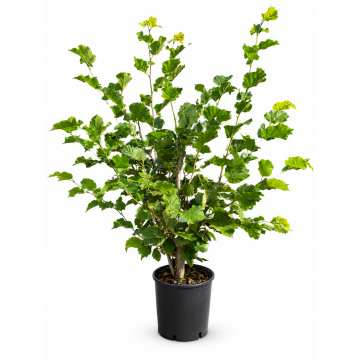 Noisetier 'Webb's Prize Cobb' - cont. 9.5l - 100/125cm (Corylus avellana)