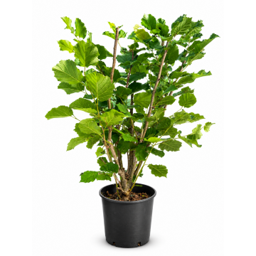 Noisetier 'Géant de Halle' - cont. 9.5l - 100/125cm (Corylus avellana)