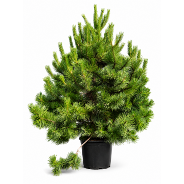 Pinus nigra (Pin noir) 150/175 cm - cont. 55 litres