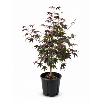 Erable du Japon 'Fire Glow' - cont. 9.5l (Acer palmatum)