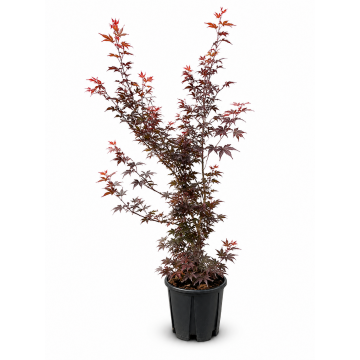 Erable du Japon 'Skeeter's Broom' - cont. 9.5l (Acer palmatum)