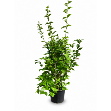 Seringat de Perse 'Bouquet Blanc' - cont. 9.5l (Philadelphus persica)
