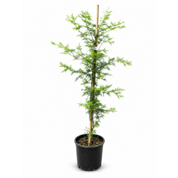 Acer palmatum (Erable du Japon)  ´Emerald Lace´ 40/50 cm - cont. 4/5 litres