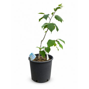 Hamamelis 'Feuerzauber' - cont. 9.5l (Hamamelis x intermedia)