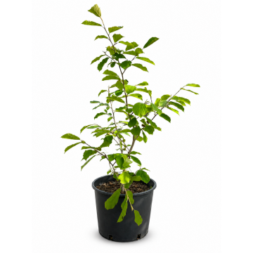 Hamamelis 'Arnold Promise' - cont. 9.5l (Hamamelis x intermedia)