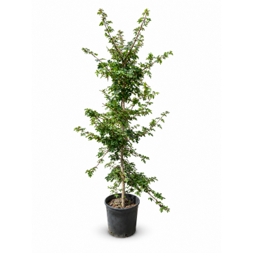 Acer campestre (Erable Champêtre) 100/125 cm - cont. 12 litres