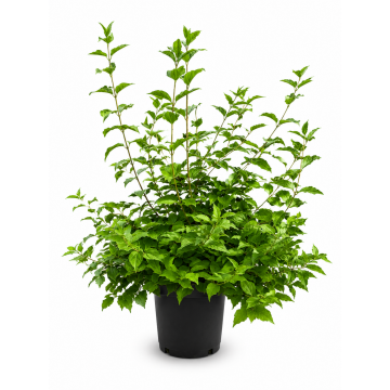 Seringat 'Belle Etoile' - cont. 9.5l (Philadelphus coronarius)