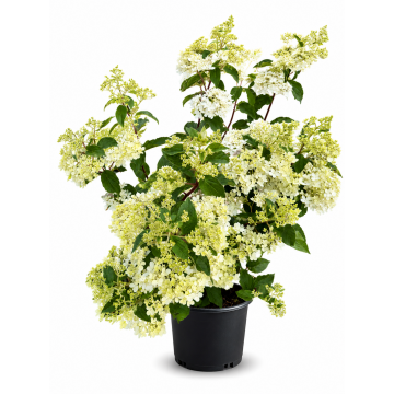 Hortensia paniculé 'Vanille Fraise®' - cont. 9.5l (Hydrangea paniculata)