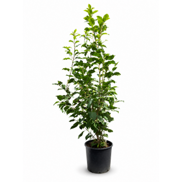 Cerisier à grappes - cont. 9.5l - 100/125cm (Prunus padus)