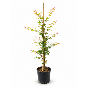 Acer palmatum (Erable du Japon) ´Beni Maiko´ - cont. 5 litres