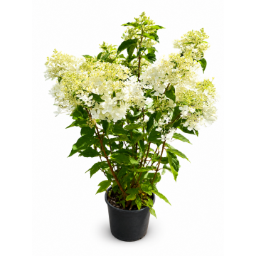 Hortensia paniculé 'Phantom' - cont. 9.5l (Hydrangea paniculata)