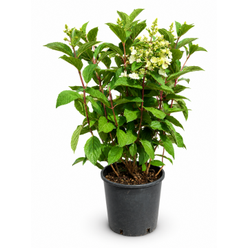 Hortensia paniculé 'Pinky Winky' - cont. 9.5l (Hydrangea paniculata)
