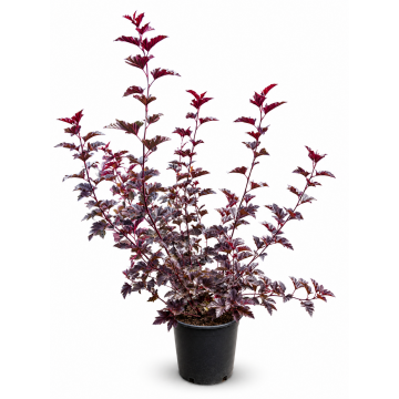 Physocarpe à feuilles d'obier 'Midnight' - cont. 9.5l - 80/100cm (Physocarpus opulifolius)