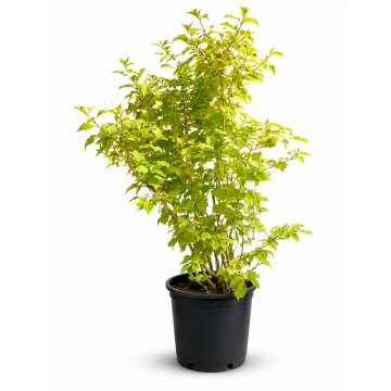 Cornus sanguinea (Cornouiller sanguin) ´Winter Beauty´ - cont. 9.5 litres