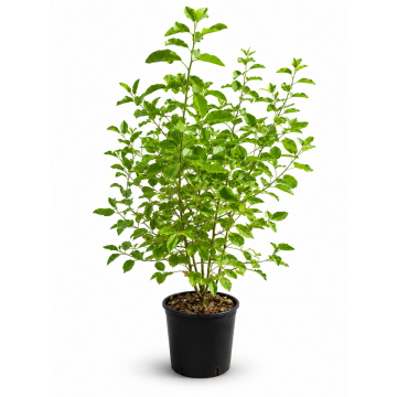 Cytise 'Vossii' - cont. 9.5l (Laburnum watereri x vossii)