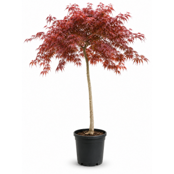 Acer palmatum (Erable du Japon) ´Dissectum Inaba-Shidare´ demi-tige - diamètre 80/100 cm - cont. 30 