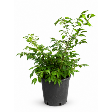 Fusain ailé 'Compactus' - cont. 9.5l (Euonymus alatus)