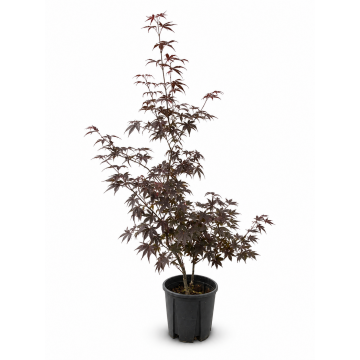 Erable du Japon 'Bloodgood' - cont. 9.5l (Acer palmatum)
