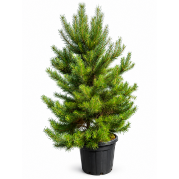 Pinus sylvestris (Pin sylvestre) ´Norske´ 60/80 cm - cont. 20 litres