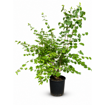 Lonicera xylosteum (Chèvrefeuille des haies) - cont. 9.5 litres