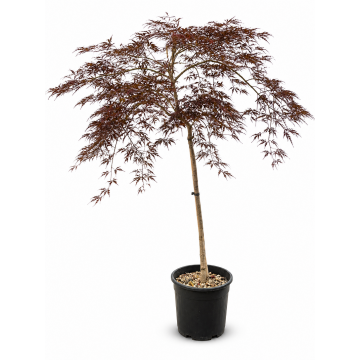 Acer palmatum (Erable du Japon) ´Dissectum Garnet´ demi-tige - cont. 18 litres