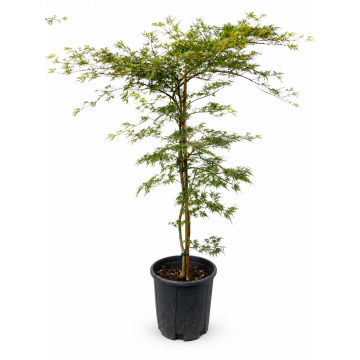 Erable du Japon 'Emerald Lace' - cont. 9.5l (Acer palmatum)