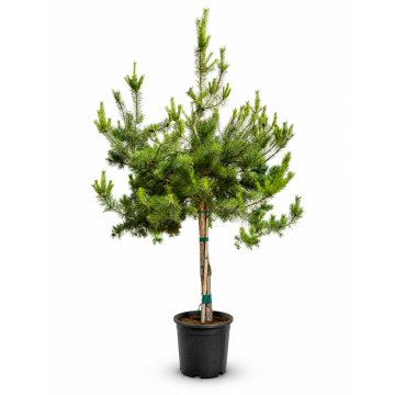 Pinus sylvestris (Pin sylvestre) 1/2 tige 120 cm - cont. 30 litres