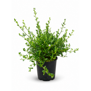 Céanothe 'Skylark' - cont. 9.5l (Ceanothus)