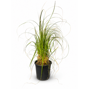 Herbe de la Pampa 'Rosea' - cont. 9.5l (Cortaderia selloana)