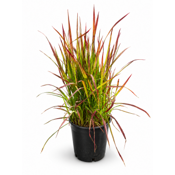 Herbe sanglante 'Red Barron' - cont. 9.5l (Imperata cylindrica)