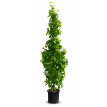 Liquidambar styraciflua (Copalme d´Amérique) 100/125 cm - cont. 9,5 litres