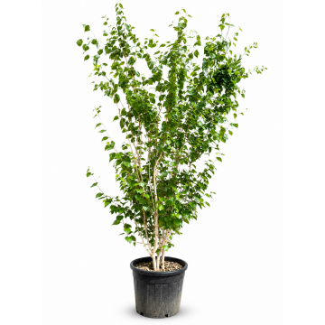 Betula utilis (Bouleau de l´Himalaya) ´Jacquemontii´ 200/250 cm - cont. 45 litres