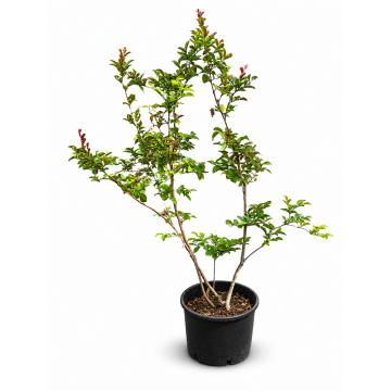 Lilas des Indes 'Rosea Nova' - cont. 9.5l (Lagerstroemia indica)