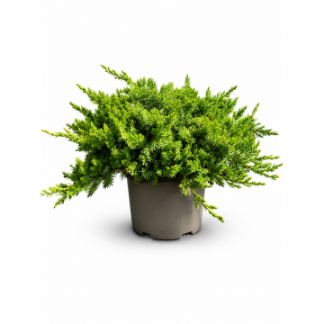 Juniperus procumbens Nana  - en pot de 19 cm